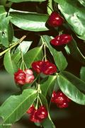 سیب آبی یا میوه زنگوله ای